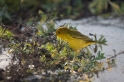 143 Yellow warbler05